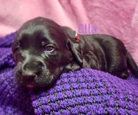 Ella, a female Labradoodle for sale in Paducah, KY – Photo 5 of 7