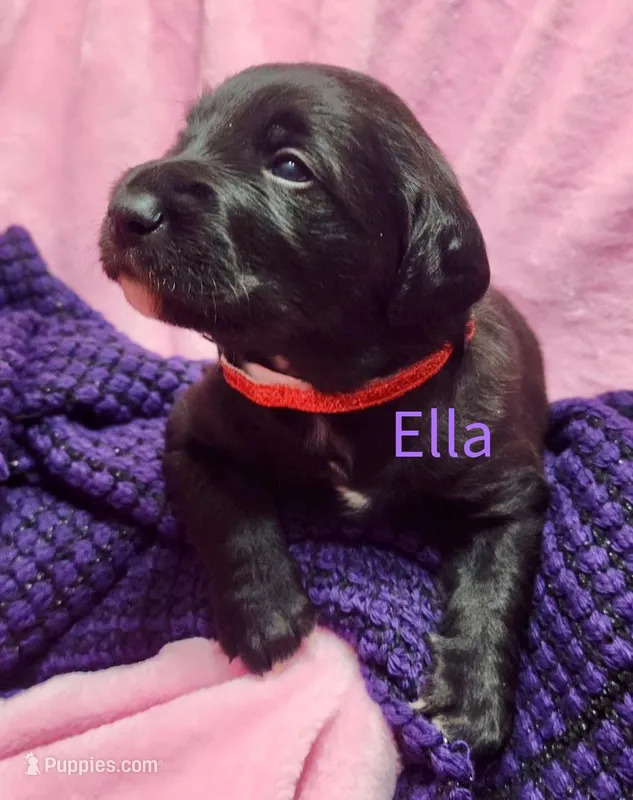 Ella – Labradoodle puppy for sale in Paducah, KY