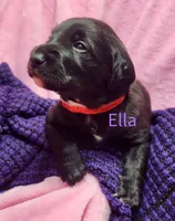 Ella, a female Labradoodle for sale in Paducah, KY – Photo 1 of 7