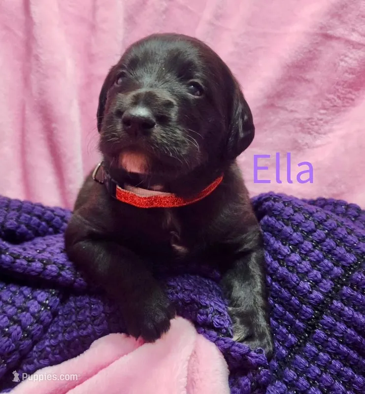 Ella – Labradoodle puppy for sale in Paducah, KY