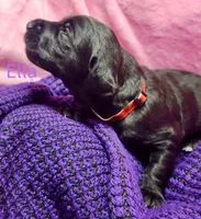 Ella, a female Labradoodle for sale in Paducah, KY – Photo 7 of 7