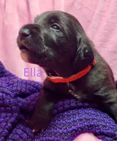 Ella, a female Labradoodle for sale in Paducah, KY – Photo 6 of 7