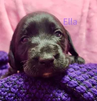 Ella, a female Labradoodle for sale in Paducah, KY – Photo 3 of 7