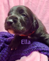Ella, a female Labradoodle for sale in Paducah, KY – Photo 4 of 7