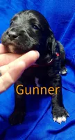 Gunner, a female Labradoodle for sale in Paducah, KY – Photo 5 of 5