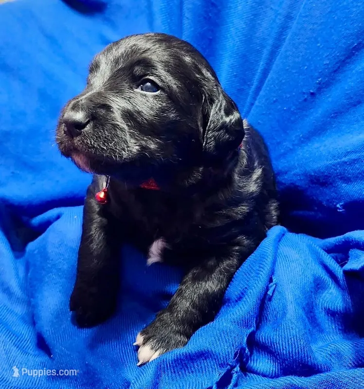Gunner – Labradoodle puppy for sale in Paducah, KY