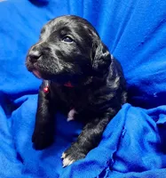 Gunner, a female Labradoodle for sale in Paducah, KY – Photo 4 of 5