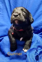 Gunner, a female Labradoodle for sale in Paducah, KY – Photo 3 of 5