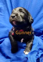 Gunner, a female Labradoodle for sale in Paducah, KY – Photo 2 of 5