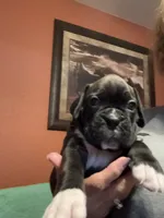 Weston, a male Boxer for sale in Yale, OK – 2 of 7