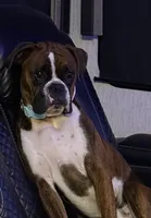 Dolly, a female Boxer for sale in Yale, OK – 3 of 3