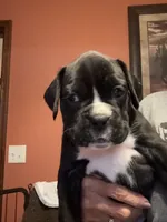 Pearl, a female Boxer for sale in Yale, OK – 2 of 7