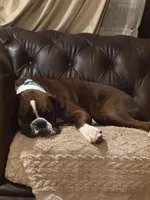 Pearl, a female Boxer for sale in Yale, OK – 4 of 7