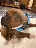 Toby, a male Boxer for sale in Yale, OK – 2 of 6