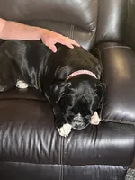 Jolene, a female Boxer for sale in Yale, OK – 5 of 5