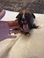 Toby, a male Boxer for sale in Yale, OK – 6 of 6
