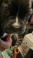 Ruby, a female Boxer for sale in Yale, OK – 3 of 8