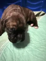 Ford, a male Boxer for sale in Yale, OK – 2 of 6
