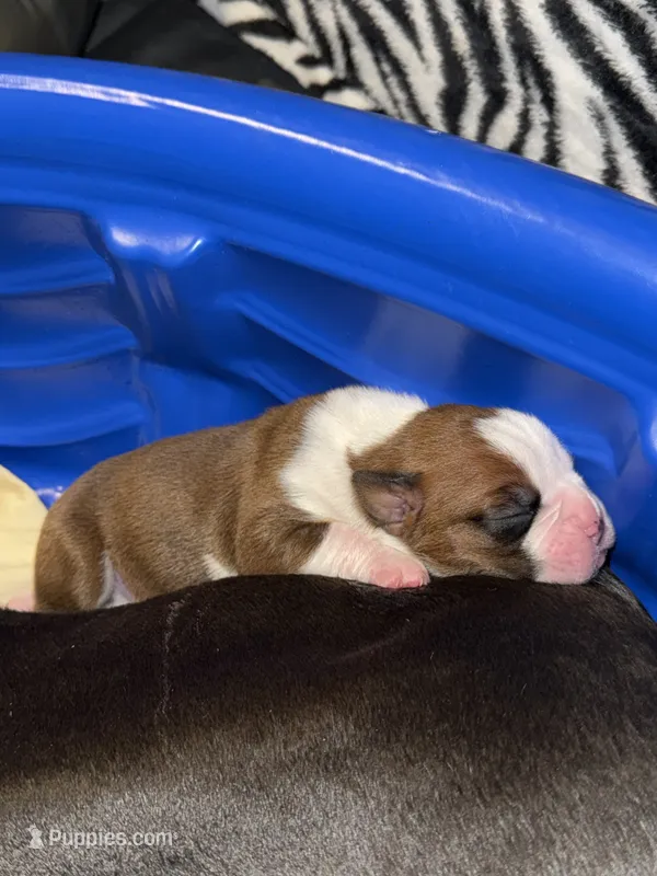 Dolly – Boxer puppy for sale in Yale, OK