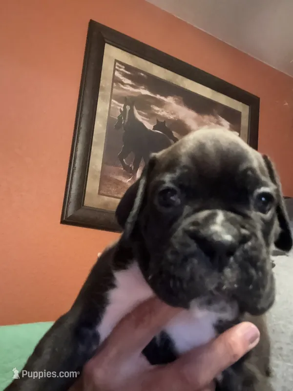 Weston – Boxer puppy for sale in Yale, OK