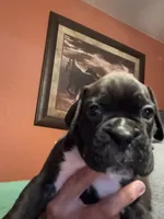 Weston, a male Boxer for sale in Yale, OK – 1 of 7