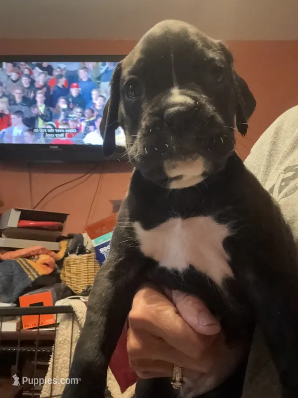 Ruby – Boxer puppy for sale in Yale, OK