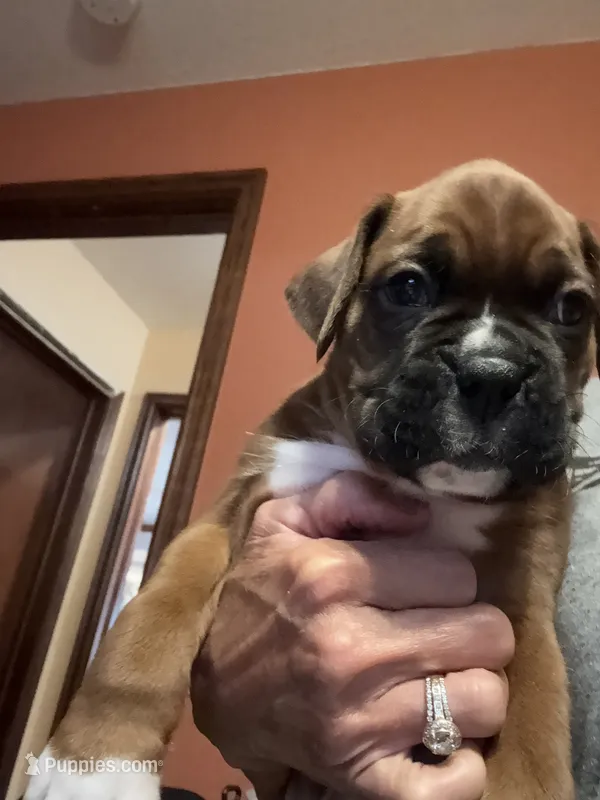 Colter, a male Boxer for sale in Yale, OK – 1 of 5