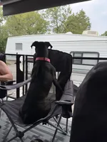 Weston, a male Boxer for sale in Yale, OK – 7 of 7
