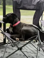 Weston, a male Boxer for sale in Yale, OK – 4 of 7