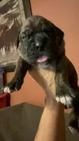 Ford, a male Boxer for sale in Yale, OK – 3 of 6