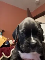 Ruby, a female Boxer for sale in Yale, OK – 2 of 8