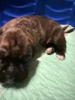Ford, a male Boxer for sale in Yale, OK – 4 of 6