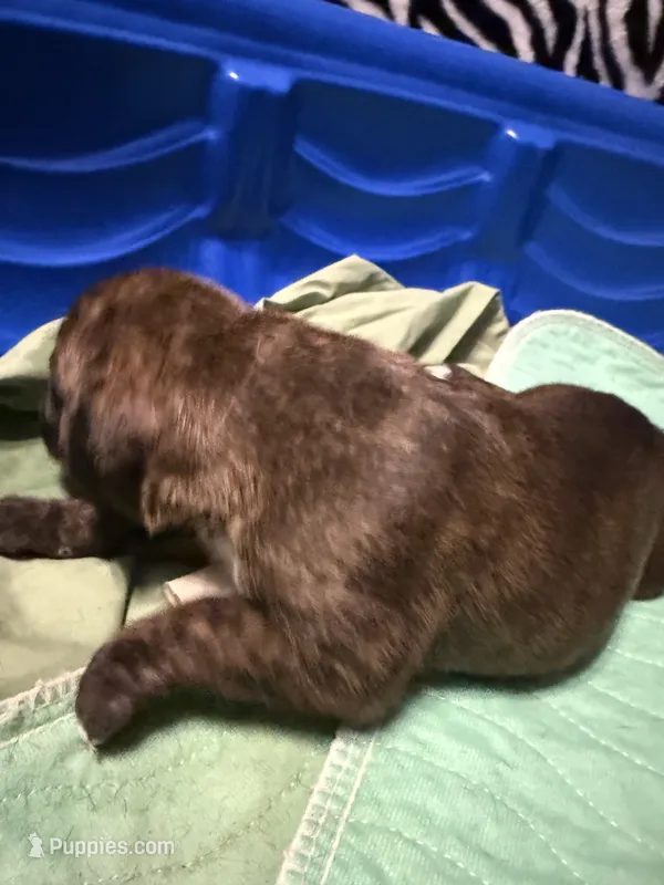 Ford – Boxer puppy for sale in Yale, OK