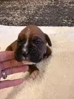 Toby, a male Boxer for sale in Yale, OK – 4 of 6