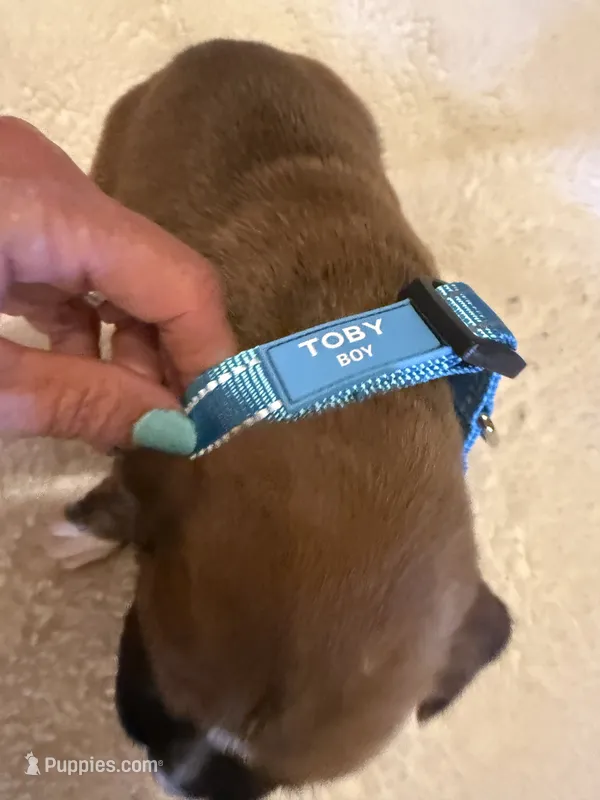 Toby – Boxer puppy for sale in Yale, OK