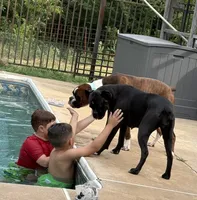 Weston, a male Boxer for sale in Yale, OK – 3 of 7