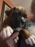 Colter, a male Boxer for sale in Yale, OK – 5 of 5