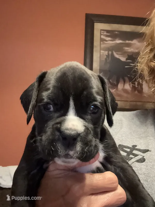 Pearl – Boxer puppy for sale in Yale, OK