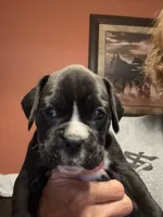 Pearl, a female Boxer for sale in Yale, OK – 1 of 7