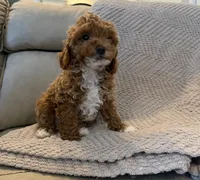 Latte, a female Poodle - Toy  for sale in Palm Harbor, FL – 2 of 3