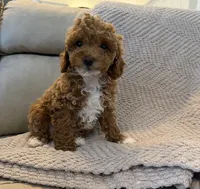 Latte, a female Poodle - Toy  for sale in Palm Harbor, FL – 3 of 3