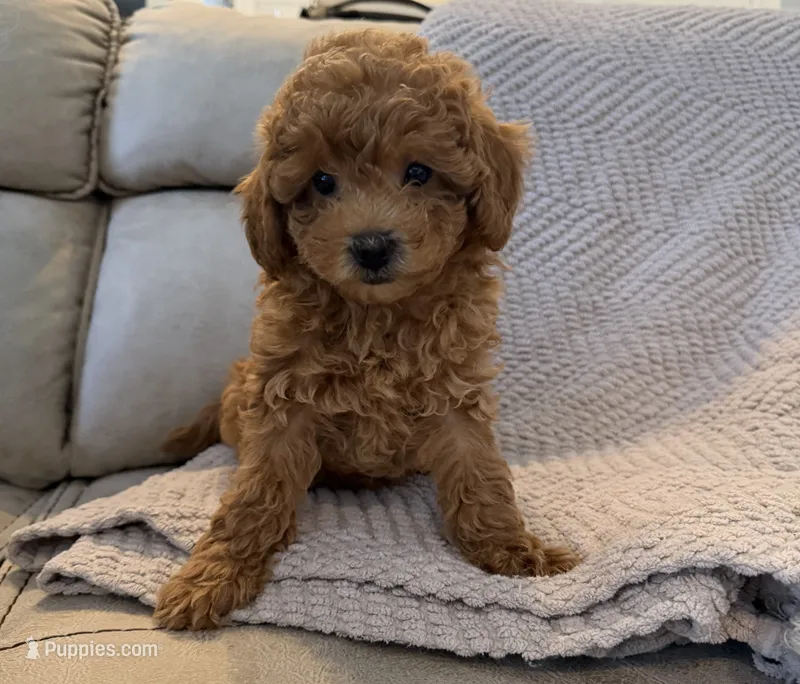 Hershey – Poodle - Toy  puppy for sale in Palm Harbor, FL