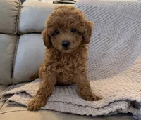 Hershey, a male Poodle - Toy  for sale in Palm Harbor, FL – 1 of 3