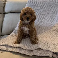 Coco, a female Poodle - Toy  for sale in Palm Harbor, FL – 2 of 5