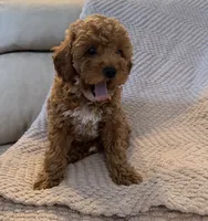 Coco, a female Poodle - Toy  for sale in Palm Harbor, FL – 3 of 5