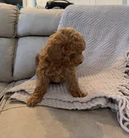 Hershey, a male Poodle - Toy  for sale in Palm Harbor, FL – 3 of 3