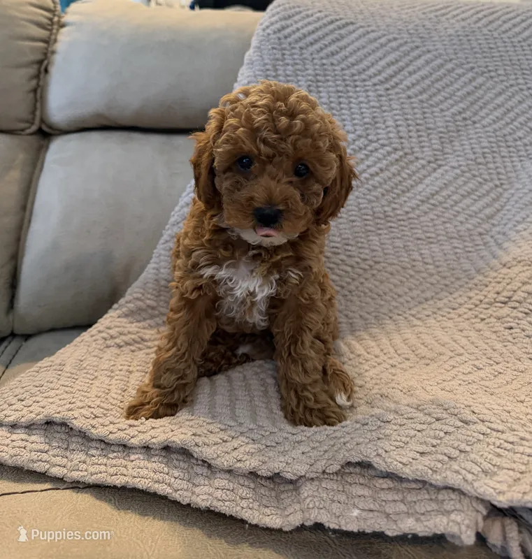 Coco – Poodle - Toy  puppy for sale in Palm Harbor, FL