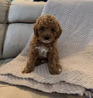 Coco, a female Poodle - Toy  for sale in Palm Harbor, FL – 1 of 5