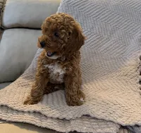 Coco, a female Poodle - Toy  for sale in Palm Harbor, FL – 5 of 5