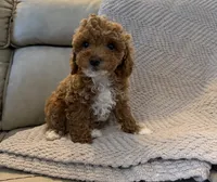 Latte, a female Poodle - Toy  for sale in Palm Harbor, FL – 1 of 3